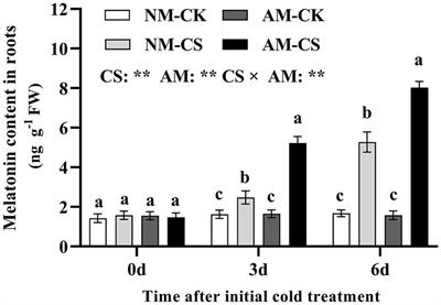 Role of melatonin in enhancing arbuscular mycorrhizal symbiosis and mitigating cold stress in perennial ryegrass (Lolium perenne L.)